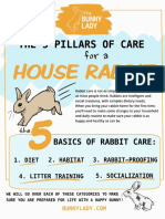 Basic Rabbit Care Guide