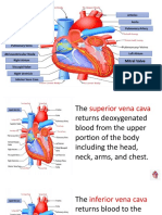 Parts of The Heart