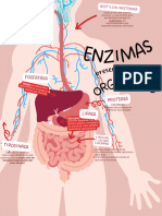 Póster Vertical Educativo Aparato Digestivo Gráfico Plano Rojo Rosa 