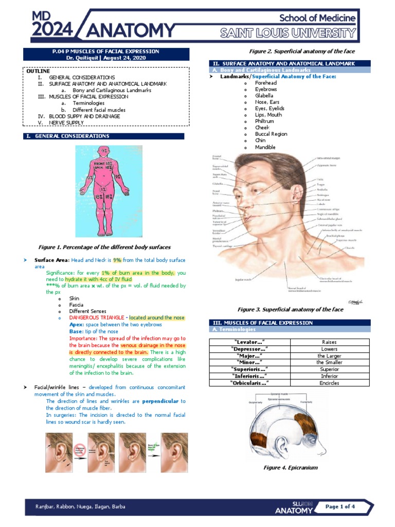 Anat P 04 Muscles Of Facial Expression Pdf Human Nose
