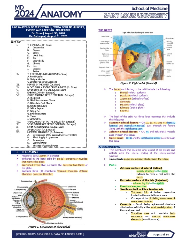 Anatomy of Eye and Lacrimal System | PDF | Human Eye | Human Anatomy