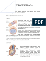 Alat Reproduksi