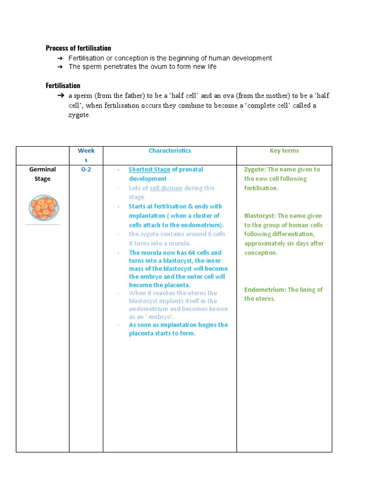 Germinal Stage of Prenatal Development | PDF | Embryo | Fertilisation