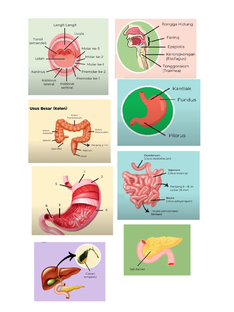 Biologi - Gambar Sistem Pencernaan | PDF