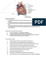 Struktur Jantung Manusia