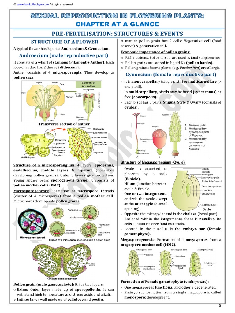 2 Sexual Reproduction in Flowering Plants - Notes | PDF