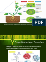 Bio Jaringan Tumbuhan