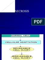 Necrosis Pedagogy