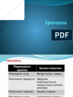 Sporozoa