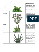 Plantas Medicinales