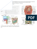 Cavidade Bucal Atlas
