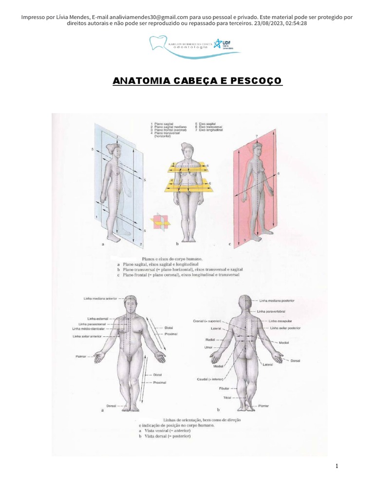 Anatomia Cabeça E Pescoço Atlas Pdf