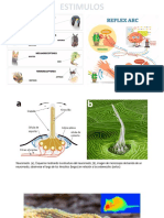 Presentacion Estimulos