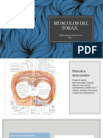 Músculos Del Tórax y La Región Pectoral
