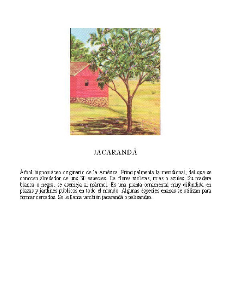JACARANDÁ | PDF