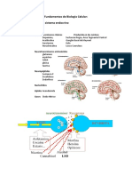 Esquema de Neurotransmisores y Hormonas