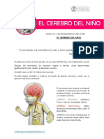 Módulo 1. Tema 2. El Cerebro Del Niño