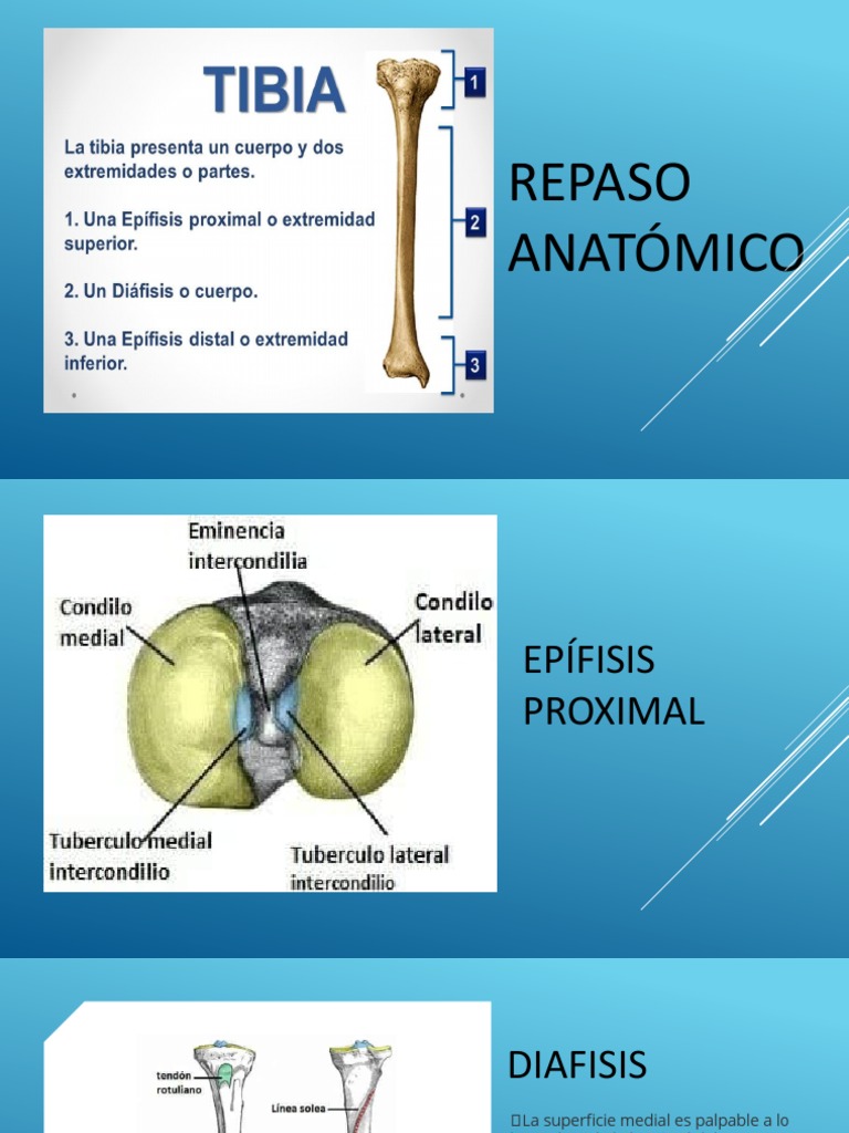 Fracturas de Tibia | PDF | Tobillo | Sistema musculoesquelético