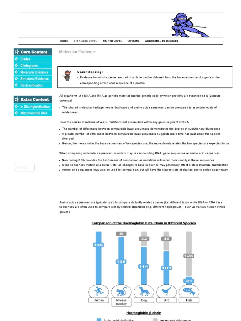 3 Molecular Evidence BioNinja PDF Gene Mutation