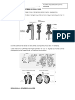 DESARROLLO DEL SISTEMA RESPIRATORIO