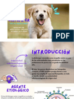 Distemper Canino - 20230903 - 175131 - 0000