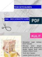 Sistem Integumen