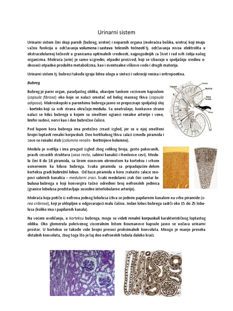 Urinarni Sistem | PDF