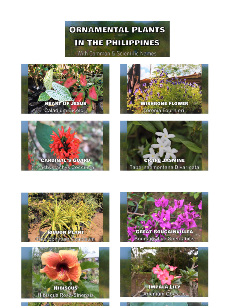 Sample Ornamental Plants PDF