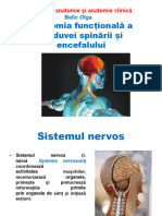 Anatomia Funcțională A Măduvei Spinării Și Encefalului - 2