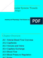 Cardiovascular System: Vessels: Ba-Etilayoo Atinga