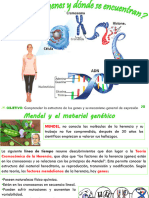 4 2°m genesADN 21