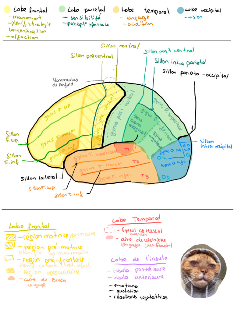 Schémas des lobes cérébraux | PDF | Lobe temporal | Cortex insulaire