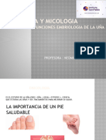 Anatomía de La Uña y Sus Partes | PDF | Clavo (anatomía) | Sistema ...