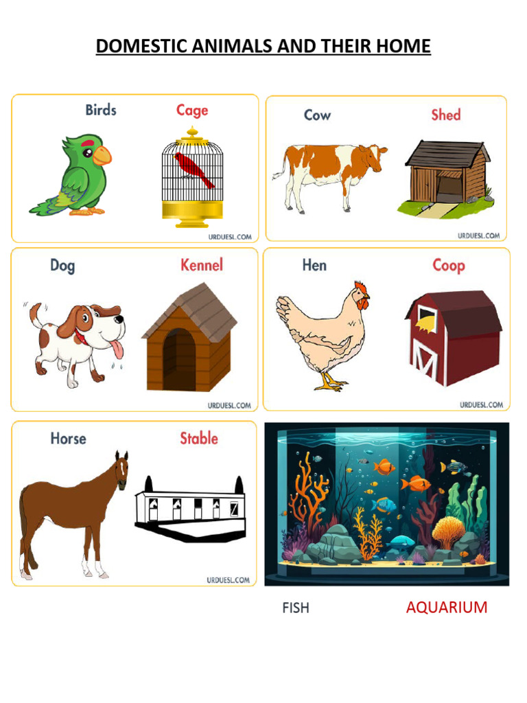 Domestic Animals and Their Home | PDF