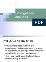 Phylogenetic Analyses2