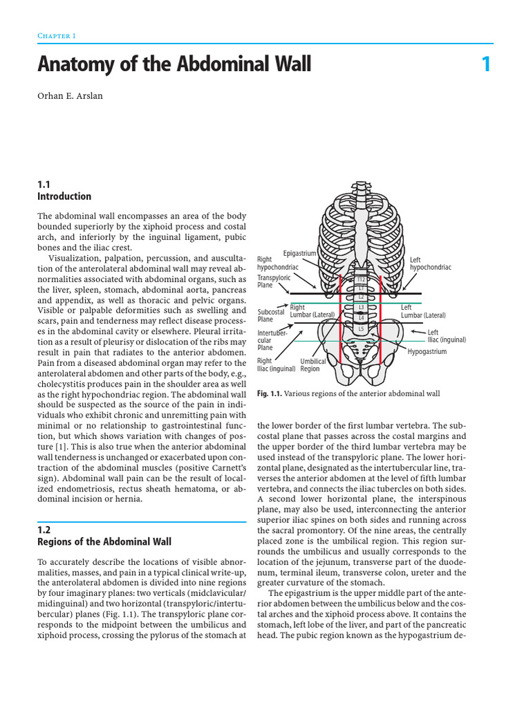 Anatomy of The Abdominal Wall: Orhan E. Arslan | Download Free PDF ...