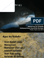 KELAH (Tor SP