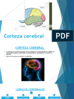 Corteza Cerebral