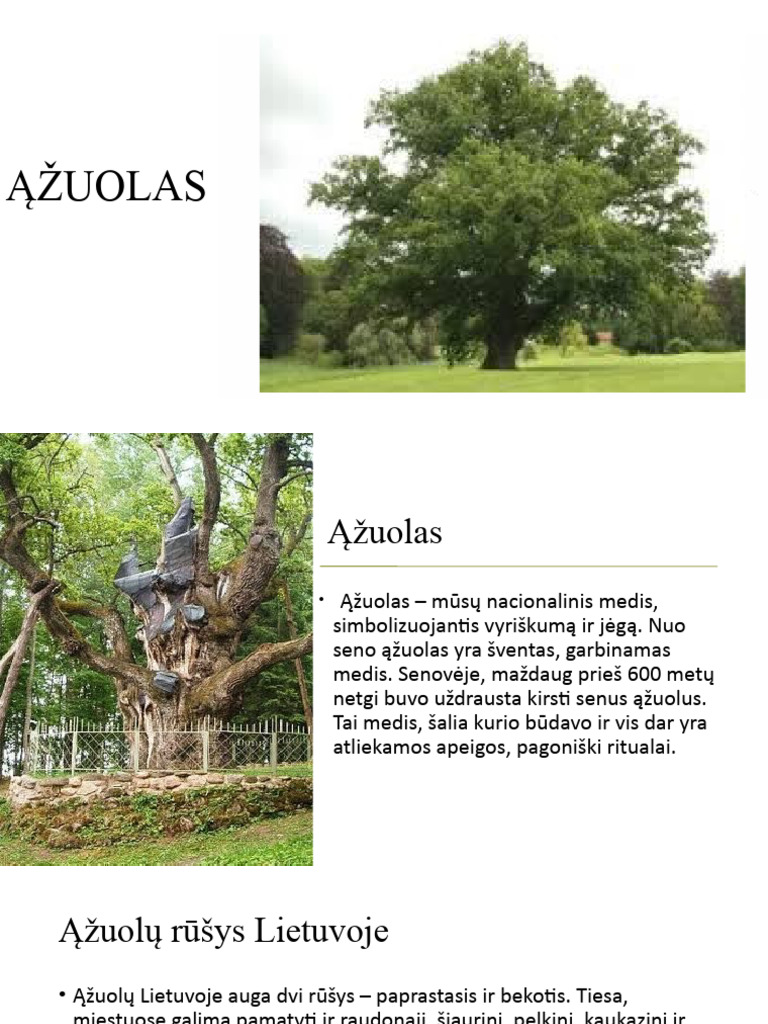 Ąžuolas | PDF