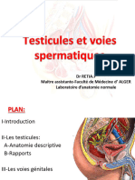 1.les Testicules Et Les Voies Spermatiques - 1