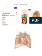 Anatomía III Corazón Vídeos de Juan José Sánchez