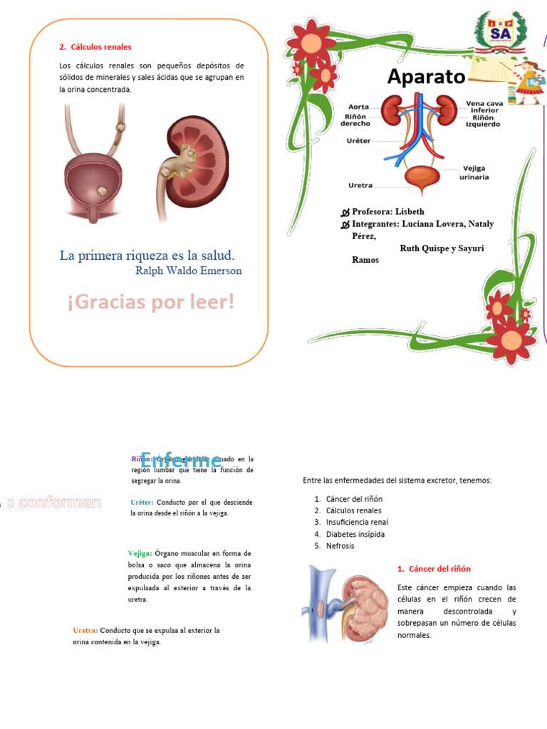 d-ptico-del-sistema-circulatorio-pdf-ri-n-sistema-urinario