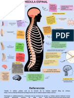 Médula Espinal (Mapa Mental)