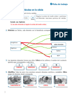 Repaso-6to Primaria