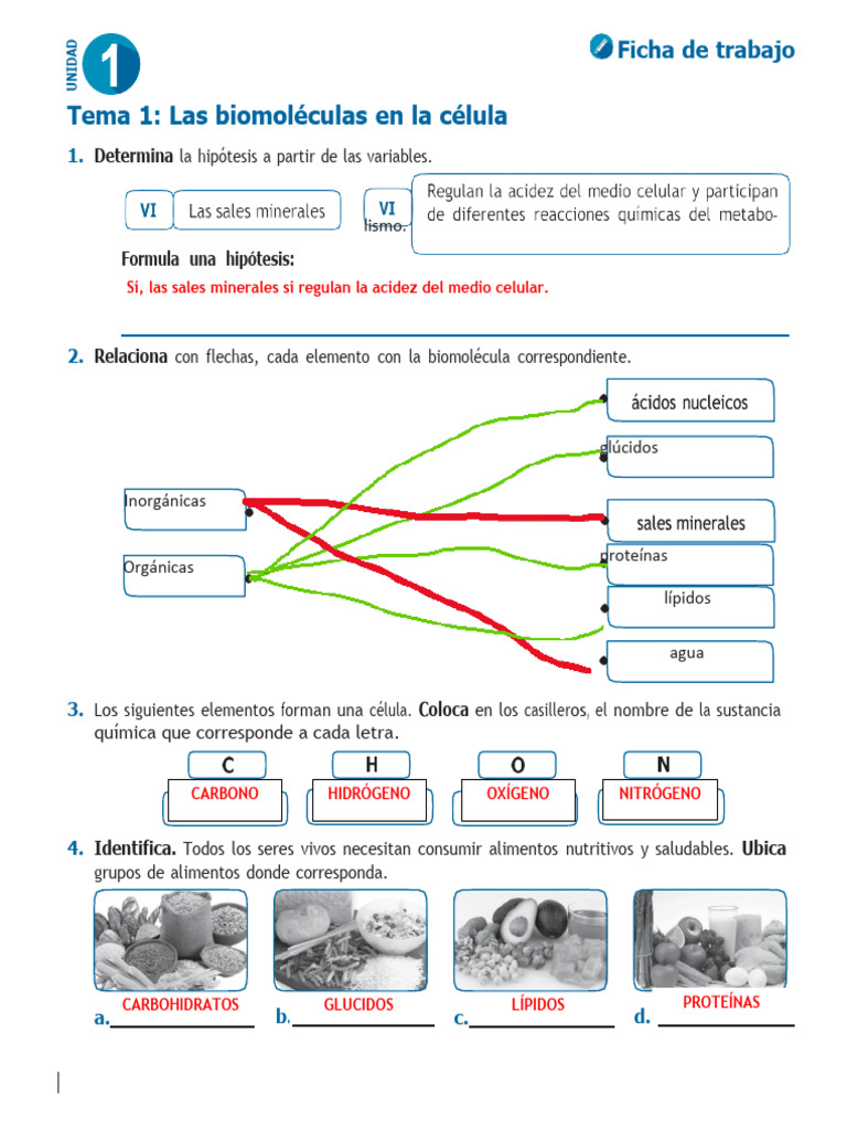 Relaci n De Biomol culas En C lulas PDF