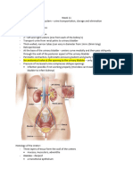 The Urinary System