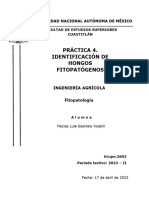 Practica 4 - Identificación de Hongos Fitopatogenos