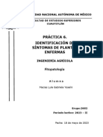 Practica 6 - Identificación de Sintomas de Plantas Enfermas