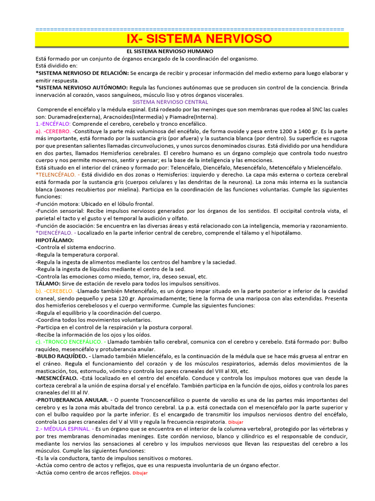Resumen Clase - Sistema Nervioso | PDF | Sistema nervioso central | Cerebro