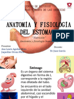 Anatomía y Fisiología Del Estómago